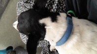 Doggo