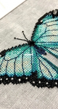 Common Morpho Butterfly - Shannon Christine Designs