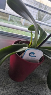 Orchid