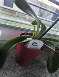Orchid