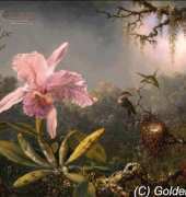 Golden Kite 2332 - Cattlea Orchid Humming Birds (med)