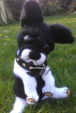 Moj pies Buldog