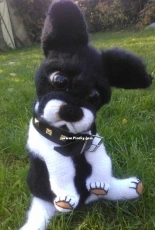 Moj pies Buldog