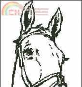 horse head