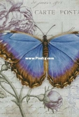 Chimera - Butterfly Vintage 2
