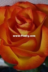 Levron - Red Rose