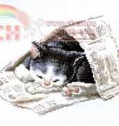Little cat