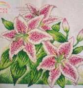 Pink Lily