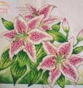 Pink Lily
