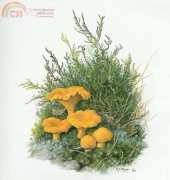 Cantharellus Cibarius