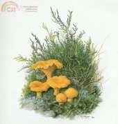 Cantharellus Cibarius
