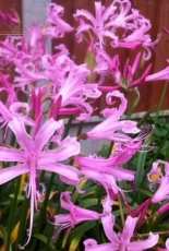 Nerines