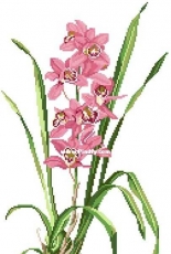 Eva Rosenstand 14-155 - Orchids PCS & XSD
