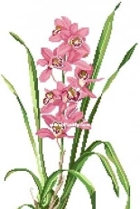 Eva Rosenstand 14-155 - Orchids PCS & XSD