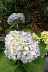hydrangea