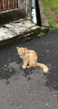 Orange Cat