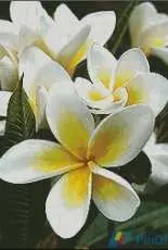 Artecy Cross Stitch - Frangipani 1