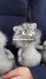 big-eyed cats