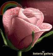 Solaria Gallery - Your Rose