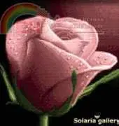Solaria Gallery - Your Rose