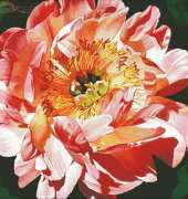 I Love Cross Stitch JH014 Coral Peony