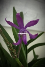 Orchids are my second hobby: Neostylis Lou Sneary