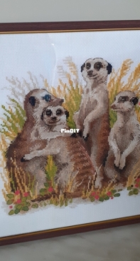 Риолис - Сурикаты.