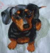 Dachshund