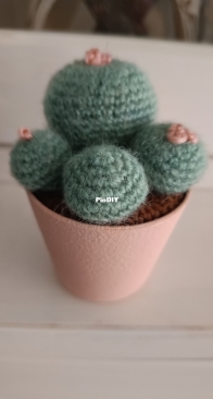 Cactus 1