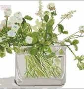 Fujico 604 clover