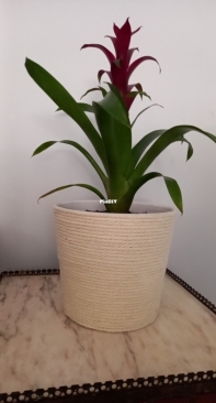 Bromelia