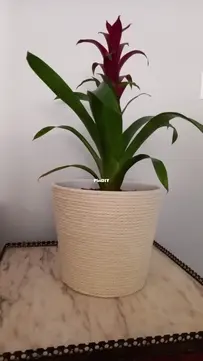 Bromelia