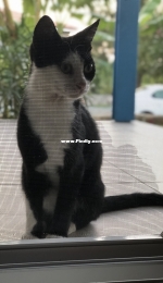 The cat behind the door