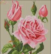 Rose From Nastunya 66