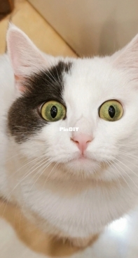 My funny cat
