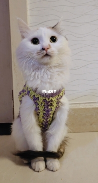 cat vest