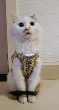 cat vest