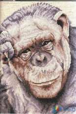 Chimpanzee - The Thinker by Jayne Netley Mayhew from Jayne Netley Mayhews Cross Stitch Safari XSD