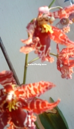 Orchids