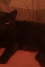 Black cat