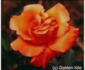 Golden Kite - Rose Sundowner - Free