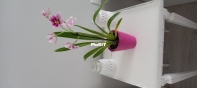 Orchidea