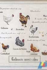 DMC XC0190 - Les Gallinaces (Gallinacean)