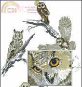 OOE 84845 Eyes Of The Owl