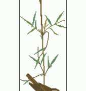 Eva Rosenstand ER CW8-4413