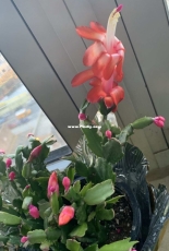crab cactus