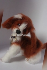 Sisi dogs