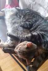 sleeping cat