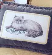 Himalayan cat