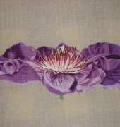 Passion Flower